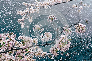 Spring cherry blossoms in  full bloom. Pink flowers sakura background. Petals floating in the water, Tokyo, Japan