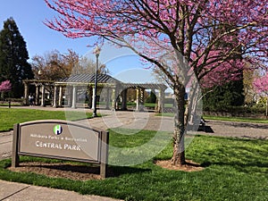 Spring cherry blossoms in Oregon