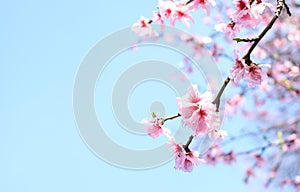 Spring Cherry blossoms photo