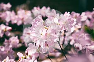 Spring Cherry blossoms, pink flowers, beautiful delicate spring background and texture, retro toned image