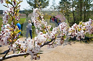 Spring Cherry blossoms, pink flowers.Japan garden.