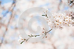 Spring Cherry blossoms, pink flowers,Cherry blossoms
