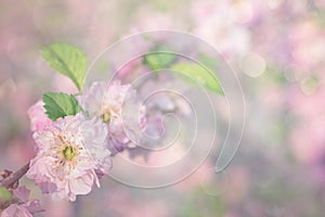 Spring Cherry blossoms, pink flowers on pastel bokeh background. Beautiful pink roses flower border on soft glitter background for