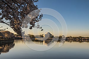 spring cherry blossoms and reflection of Thomas Jefferson memorial in the Tidal basin