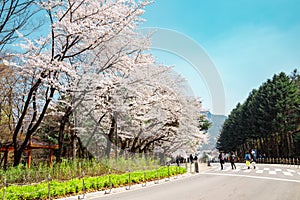 Spring cherry blossoms road at Seoul grand park in Gwacheon, Korea