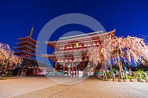 Spring cherry blossoms at Sensoji Temple, Tokyo, Japan