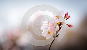 Spring Cherry blossoms with soft focus filter