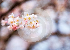 Spring Cherry blossoms with soft focus filter
