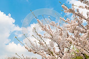 Spring cherry blossoms tree. Blue sky and white clouds in the ba