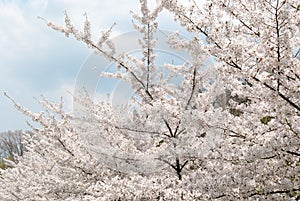 Spring cherry blossoms tree. Blue sky and white clouds in the ba