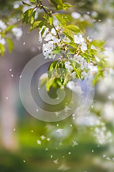 Spring Cherry Blossoms on Tree Branch