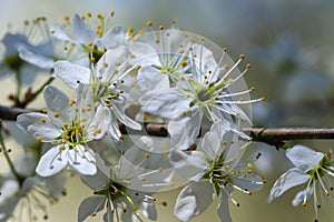 Spring flowers on the tree
