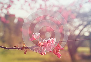 Spring Cherry blossoms tree at sunrise sun burst. abstract background. dreamy concept. image is retro filtered
