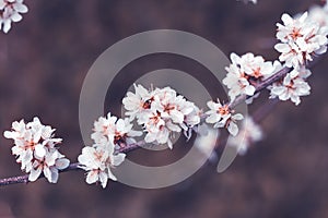 Spring cherry blossoms, white flowers. Fruit tree branch. Blooming sakura