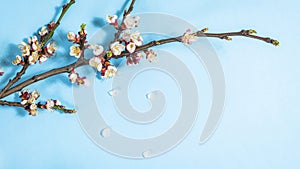 Spring cherry branches with delicate white flowers on light blue background. Falling petals. Hello Spring