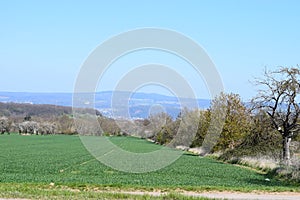 spring at the cherry fields in the Eifel