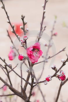 Spring Cherry Flower