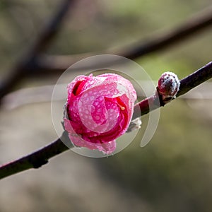 Spring Cherry Flower