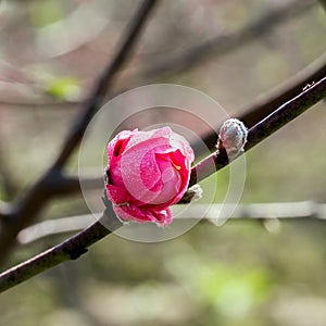 Spring Cherry Flower