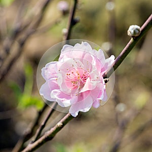 Spring Cherry Flower