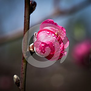 Spring Cherry Flower