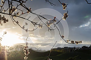 Spring cherry flower against the sky. Flowering branches in the spring evening