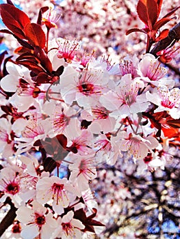 Spring cherry flowers