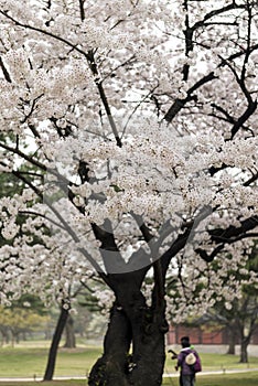 Spring cherry flowers blossom