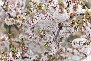 Spring cherry flowers blossom - yamazakura