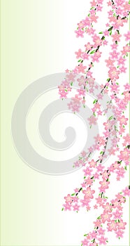 Spring cherry flowers branch
