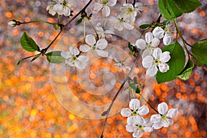 Spring cherry flowers on a bright natural rainbow background. Nature wakes up in spring from hibernation rejuvenated and filled