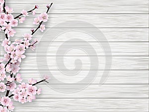 Spring cherry pink flower on white old wood background