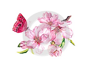 Spring cherry, sakura flowers or pink apple blossom and butterfly. Flourish water color