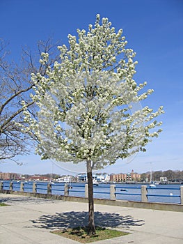 Spring Cherry Tree
