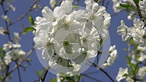 Spring cherry-tree beautiful blossoms