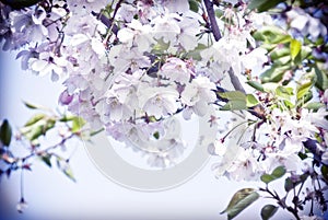 Spring cherry tree in bloom with pink flowers