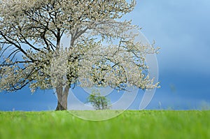 Spring cherry tree in blossom on green meadow under blue sky. Wallpaper in soft, neutral colors with space for your montage. Photo