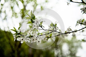 Spring cherry tree,branch blossoms