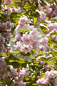 Spring cherry tree branch detail pink blossoms