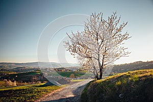 Spring cherry tree, meadows and fields landscape in Slovakia. Blossoming cherry trees. Fresh country in Hrinova