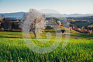 Jarná čerešňa, krajina lúk a polí na Slovensku. Kvitnúce čerešne. Svieža krajina v Hriňovej