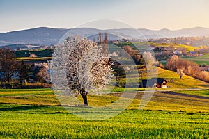 Jarní třešeň, louky a pole krajina na Slovensku. Kvetoucí třešně. Svěží země v Hrinové