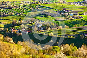 Spring cherry tree, meadows and fields landscape in Slovakia. Blossoming cherry trees. Fresh country in Hrinova