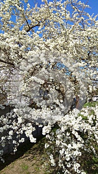 Spring cherry tree vertical photo
