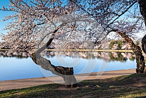 Spring Cherry Trees in Bloom around Tidal Basin Washington DC
