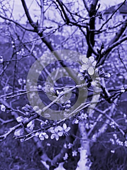 Spring cherry twigs with blooming white flowers. Purple tonned