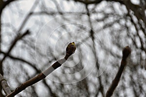 Spring chestnut branch with an opening bud on the tip