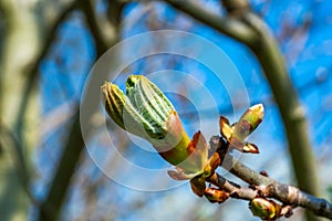 Spring  chestnut tree bud