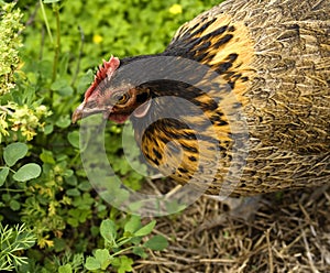 Spring chicken Bantam Hen organic egg layer photo