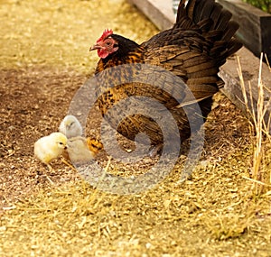 Spring chickens bantam hen with chicks